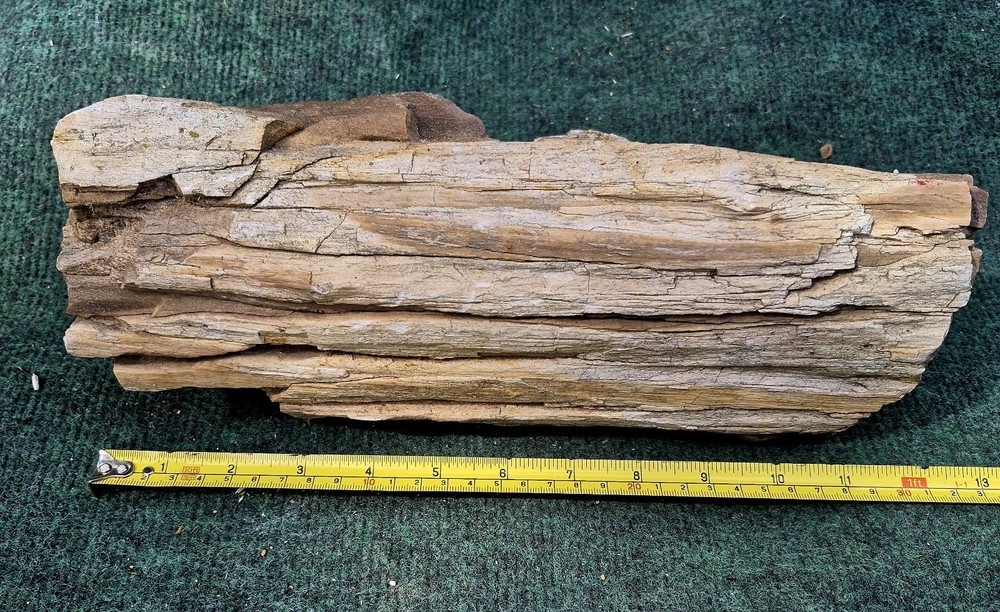 12in. Petrified Wood
