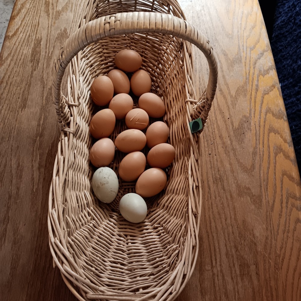 14 Hatching Chicken Eggs Plus 2 Ducks Eggs