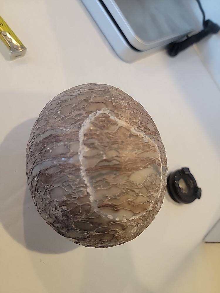 Dinosaur Egg Fossilized Crystallized Fossil VV2