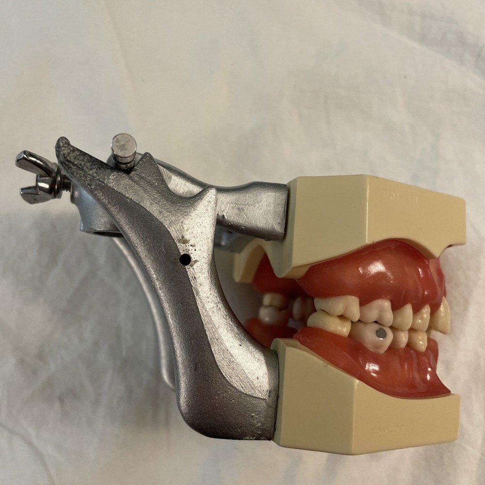 Dental Typodont Model Removable Teeth PARTS ONLY