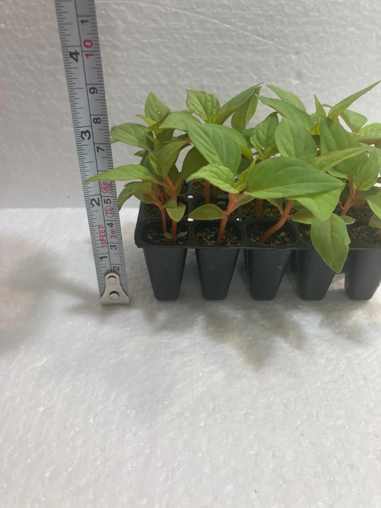 Celosia Celway Terracotta (10) Live Plants Plugs