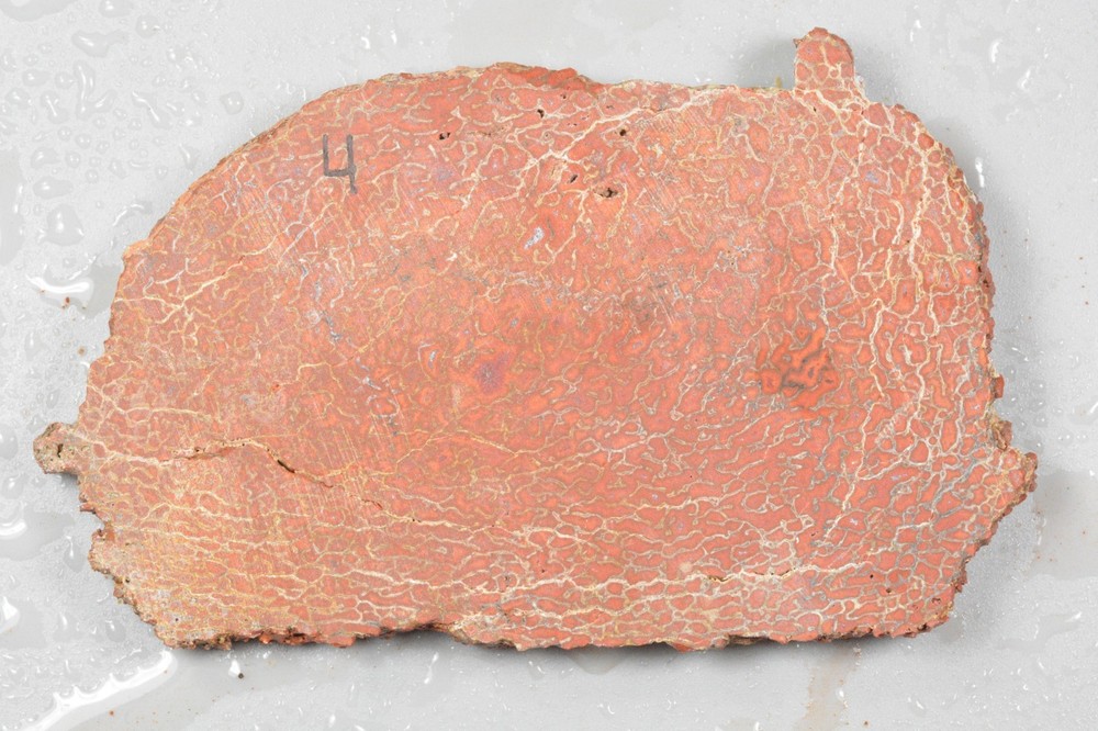 Orange Agatized Dinosaur Bone, New Mexico, 90 grams