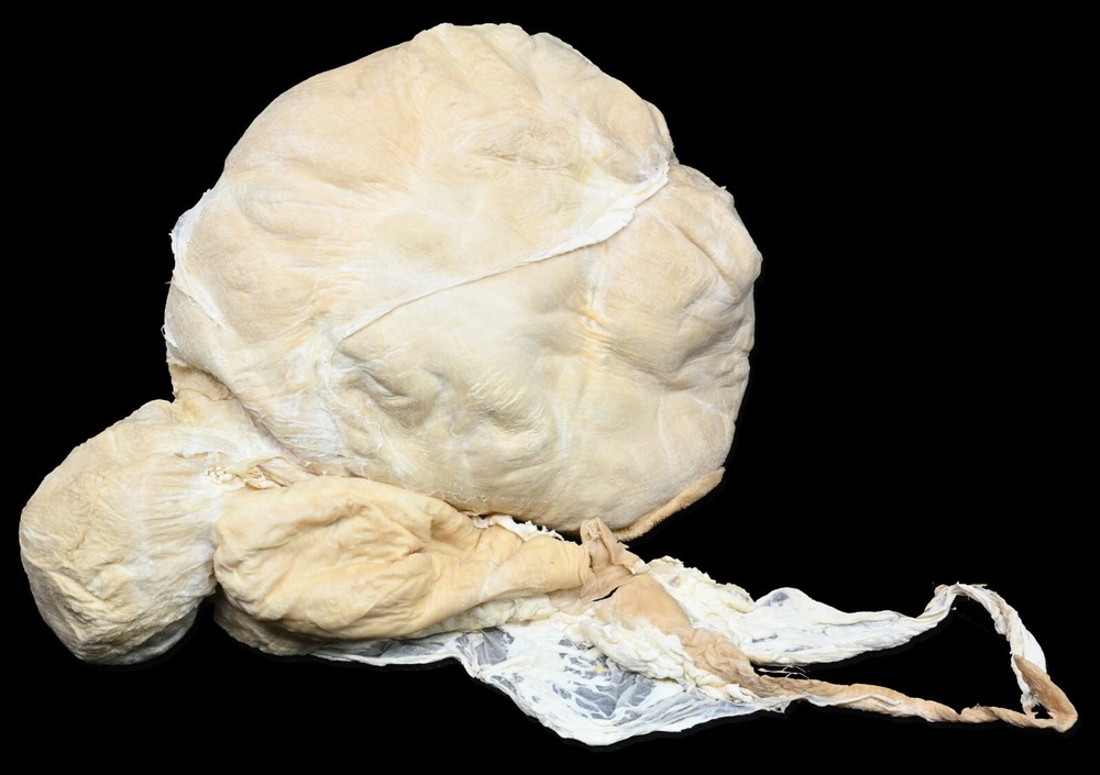 Plastinated sheep stomach