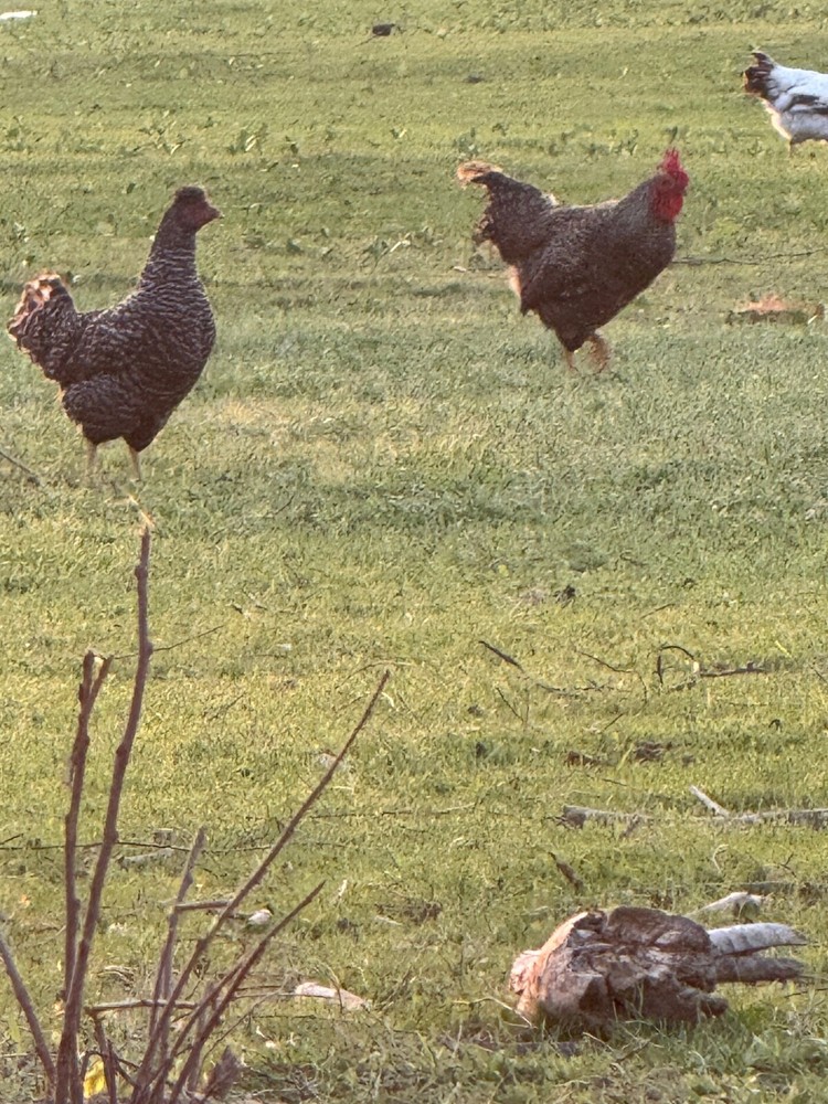 12 Mix Hatching Eggs (Rare Breeds)