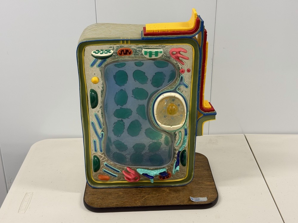 STACO Deluxe Plant Cell Model