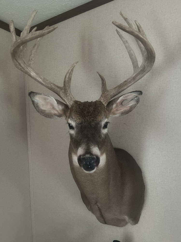 12 Point Whitetail Deer Mount