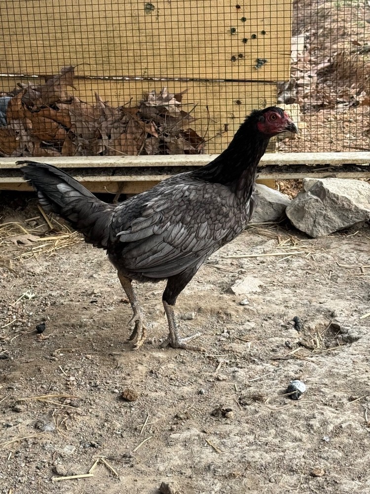 8+ Pure Richard Kelly Mug hatching eggs