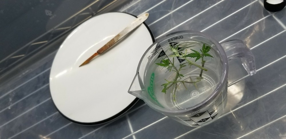 Replacement 120ml Sterile Liquid Microclone Tissueponics Shortcut Tissue Culture