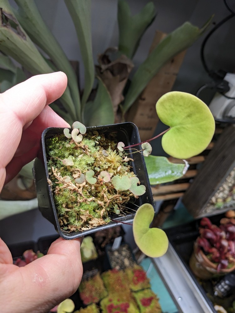 Utricularia reniformis (f. courte)
