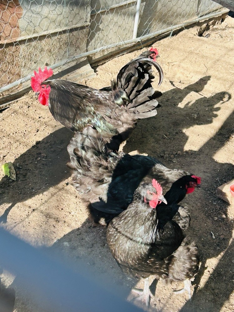 12 Black Australorp Hatching Eggs Pure