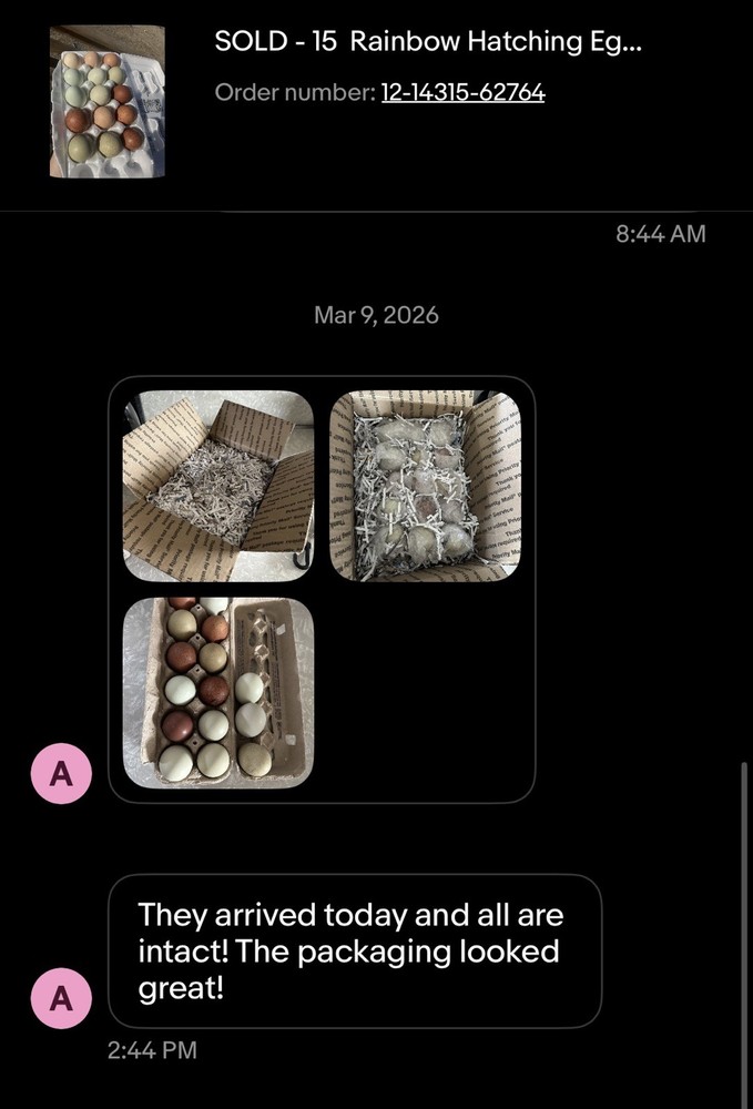 15 Rainbow Hatching Eggs from FREE RANGE CHICKENS