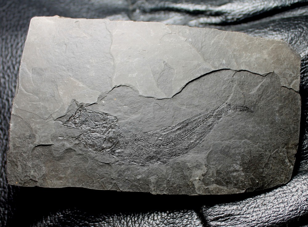 Clupeidae - Big, excellent Oligocene fossil fish