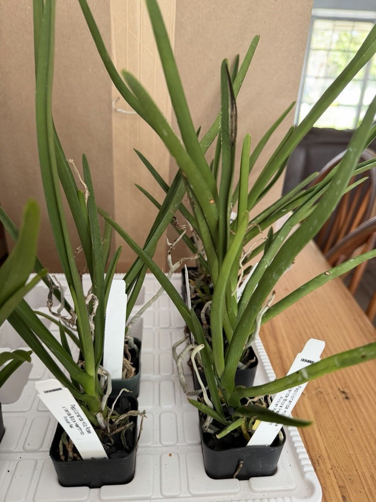 Vanda Papilionanda Annella Heytens Plant 2” Pot