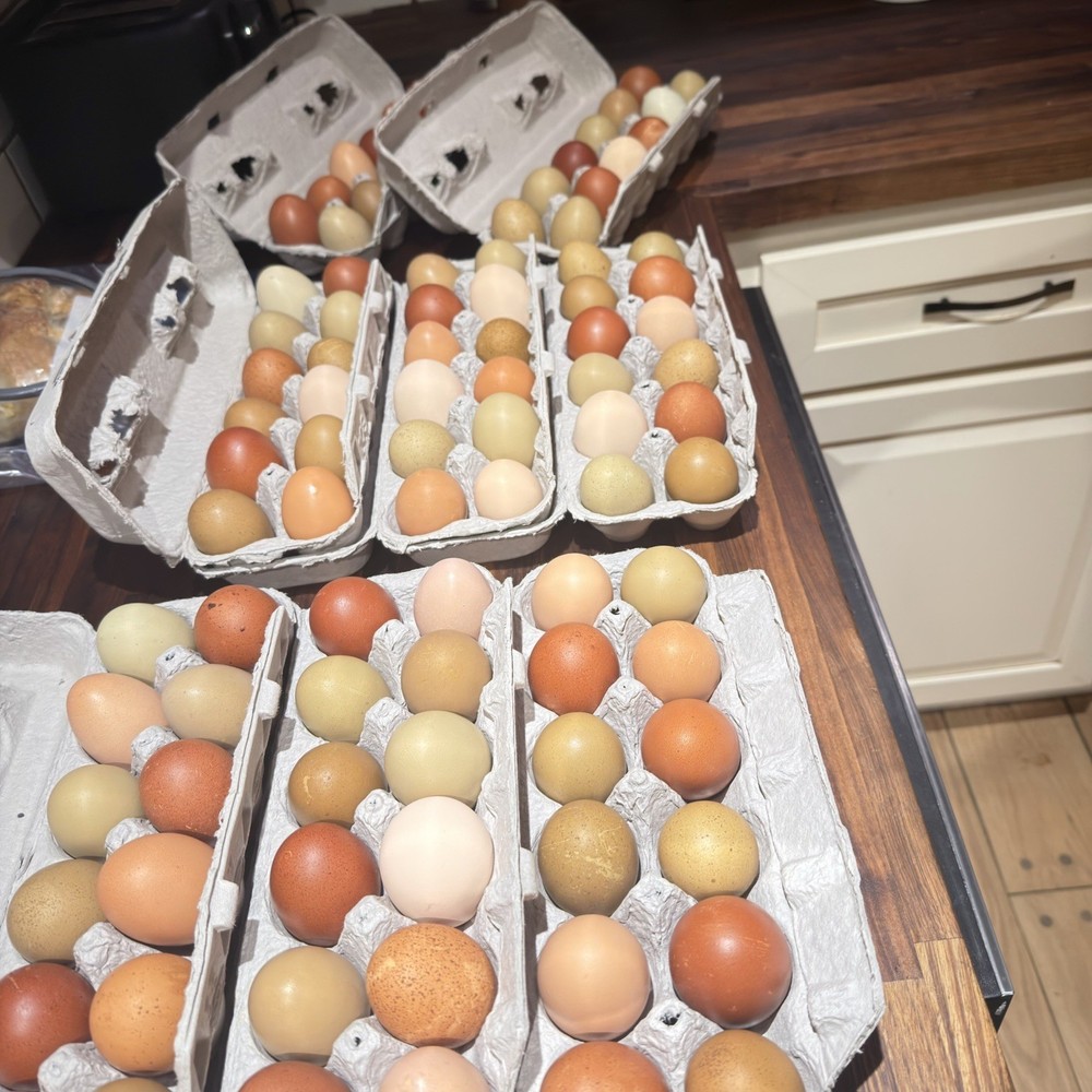 Black Copper Marans & Olive/Coffee/Earth Egger Hatching Eggs