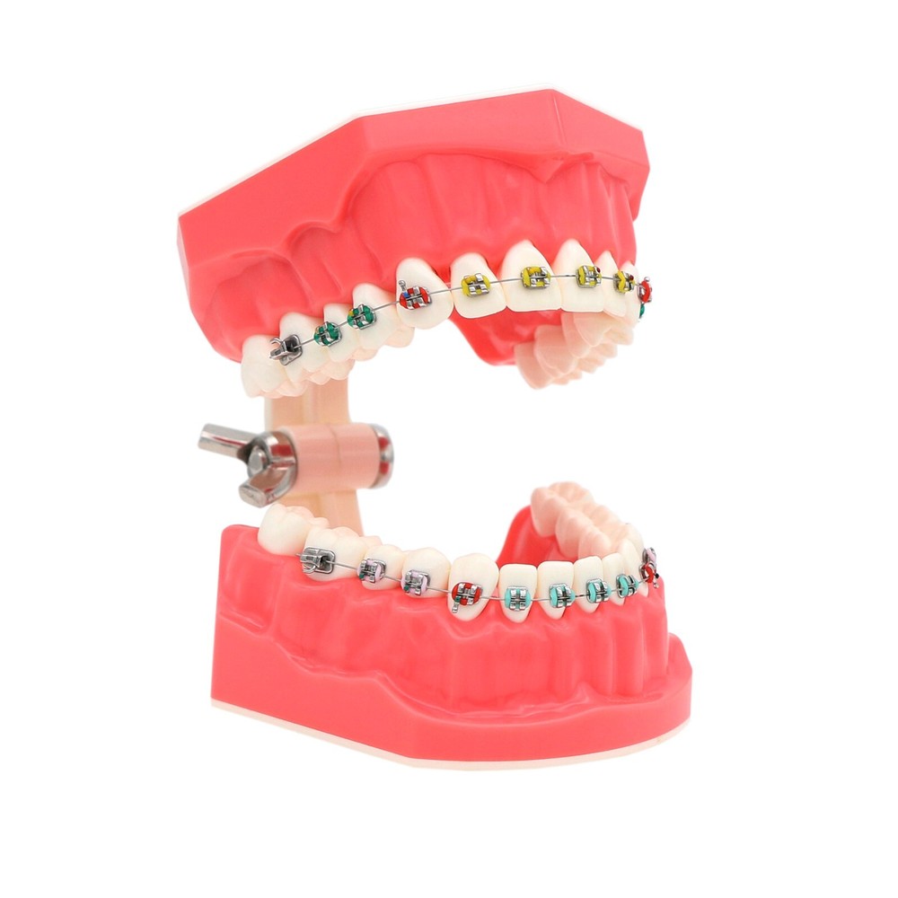 Dental Practice Ortho Typodont Teeth Model for Brushing Standard Teeth Model