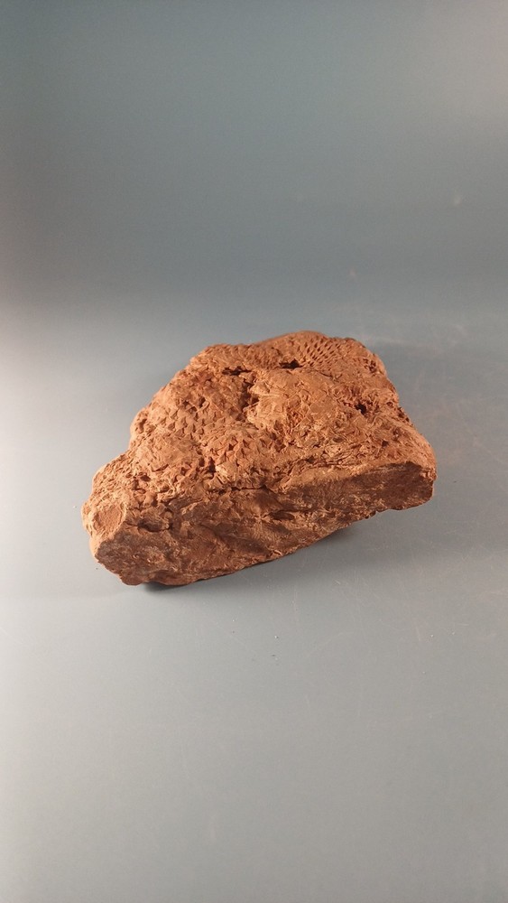 Fossiled Bark From A Tree (Lepidodendeon) 300 To 350 Million Years Old