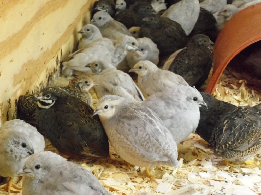 12+ with Up To 8 extra Button Quail Hatching Eggs