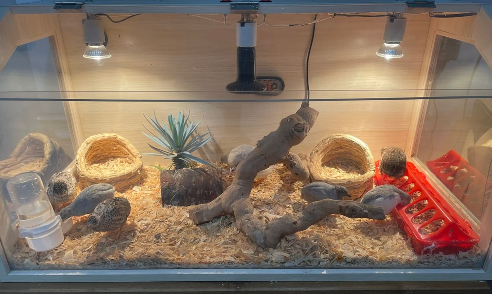 12+ Extra Button Chick (Button Quail) Hatching Eggs – Fresh & Hand Selected