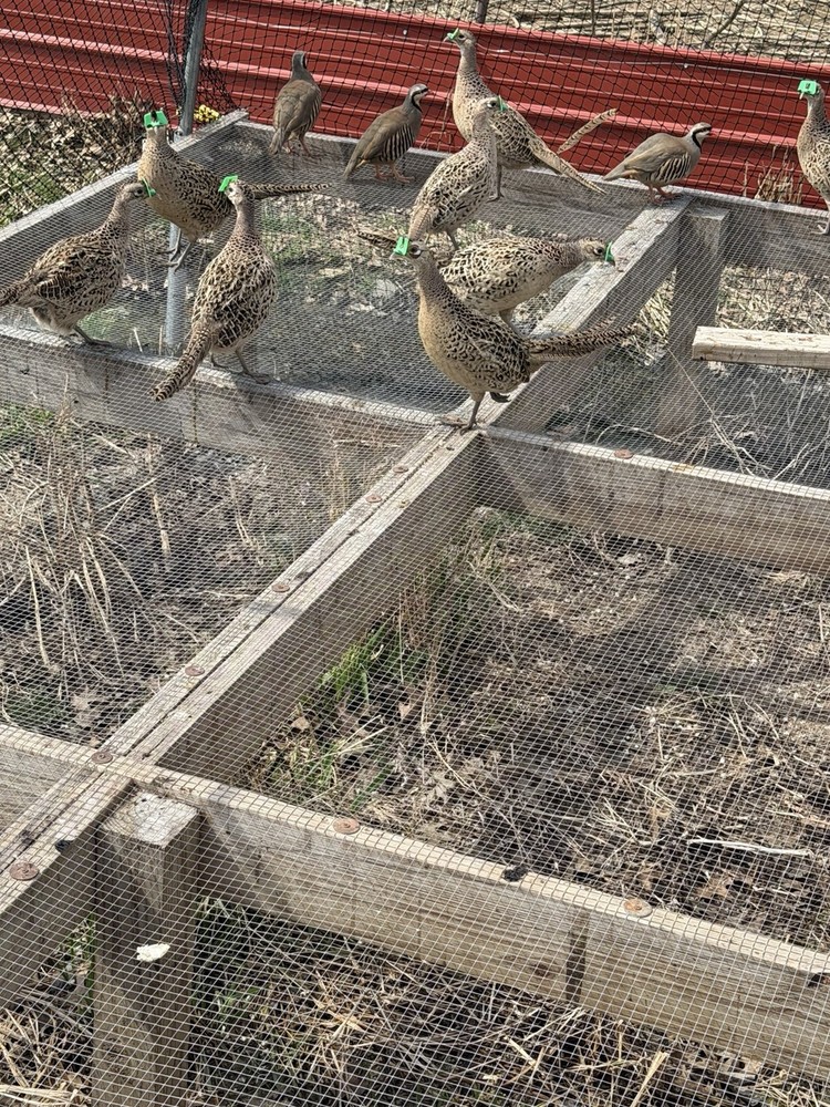 12+ Chinese Ringneck Pheasant Hatching Eggs