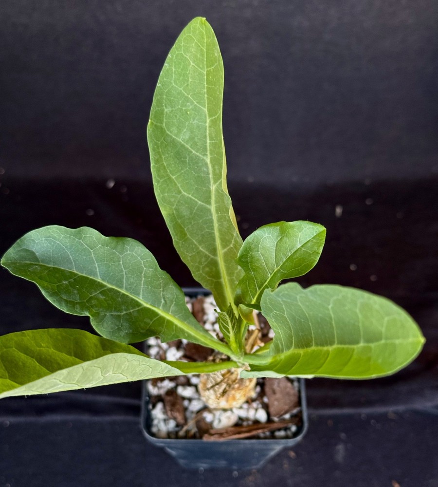 Cephalopetandra ecirrhosa , caudiciform