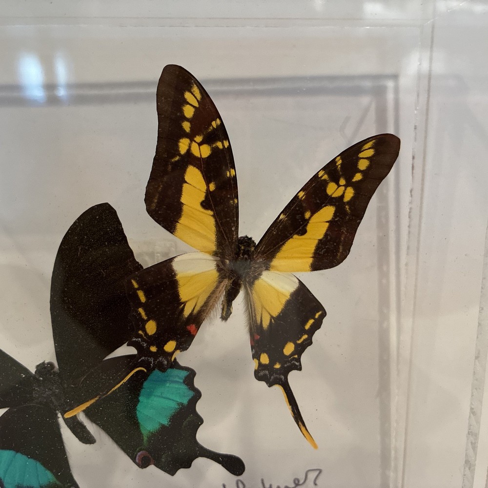 John Jurek Acrylic Butterfly Box