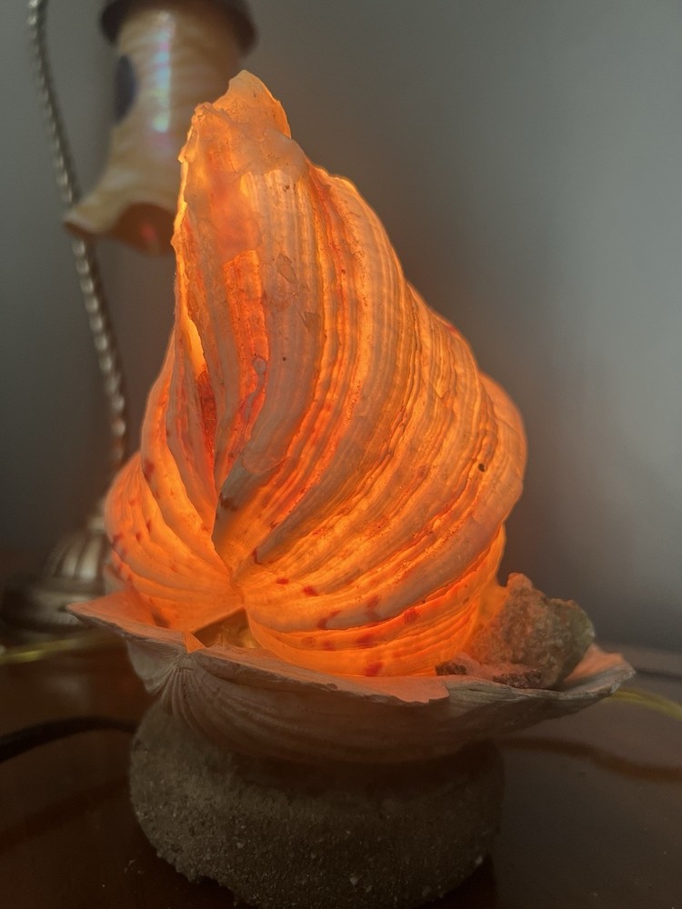 Clam Shell Lamp Accent Night Light