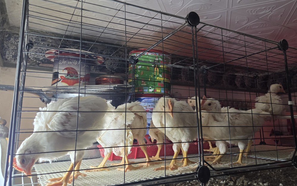 6+ Purebred White Leghorn Chicken Hatching Eggs