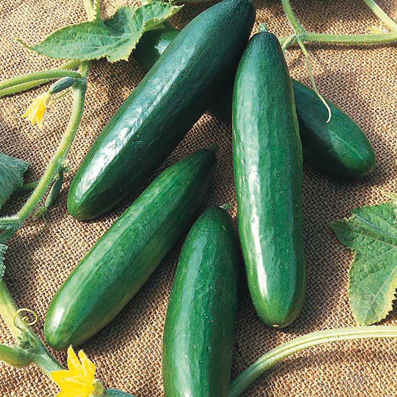 Diva Cucumber Seeds