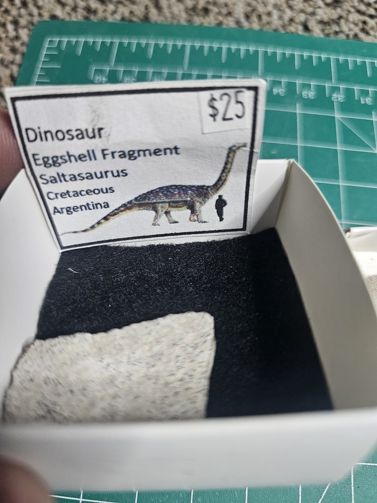 2 Pieces Dinosaur Egg Shell Saltasaurus