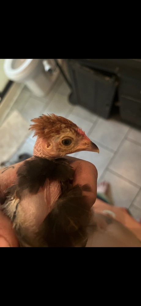 Fertile Bantam Mystery Hatch 12 eggs