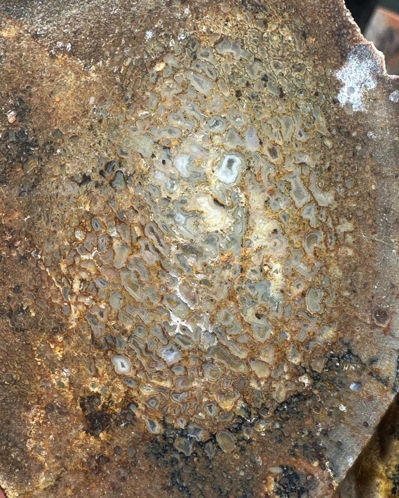 Dinosaur bone rough end cut.