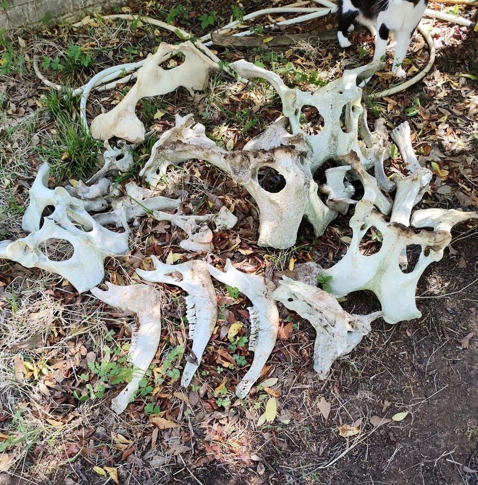 Texas Cattle Bones Lot