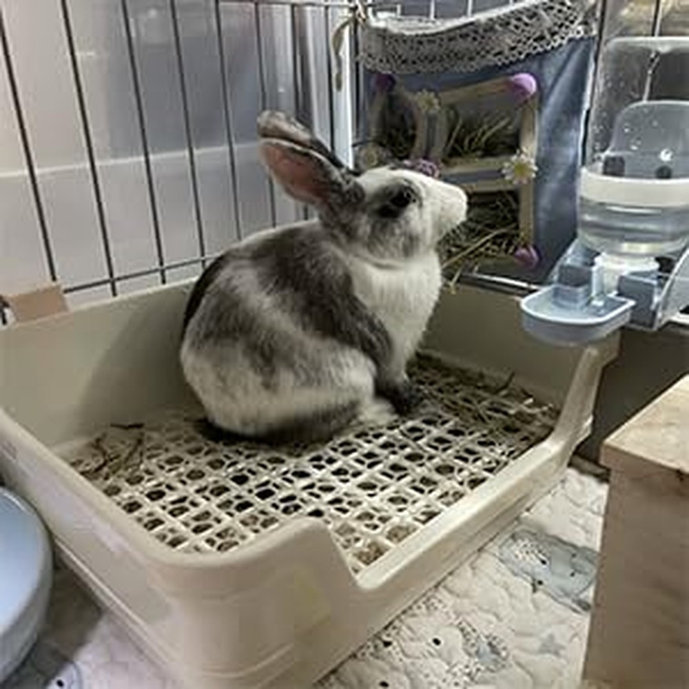 Large Rabbit Litter Box Cage Plastic Grid & Dump Tray - Pet Waste Station for...