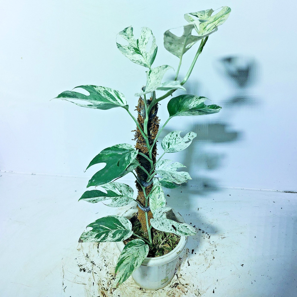 Epipremnum Marble Variegated Free Phyto