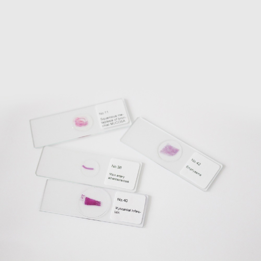 100PCS Mammals Pathology Microscope Prepared Slides Set Specimen