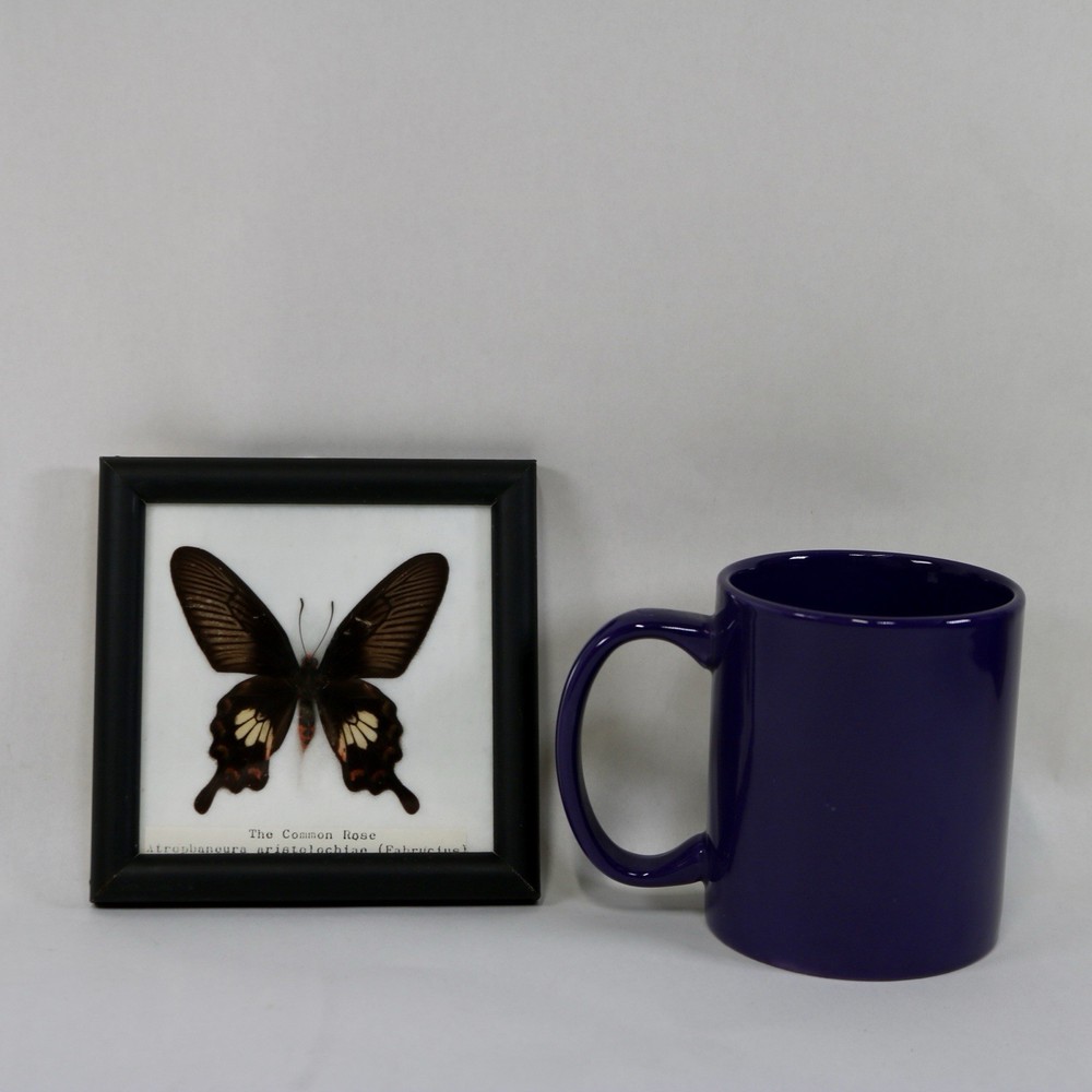 Framed Butterfly Specimens Common Rose Common Nawab Common Tiger 5" Square