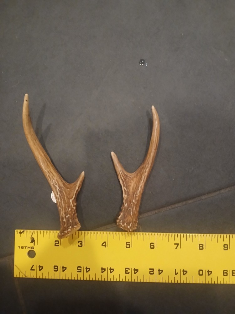 Whitetail Deer Antlers