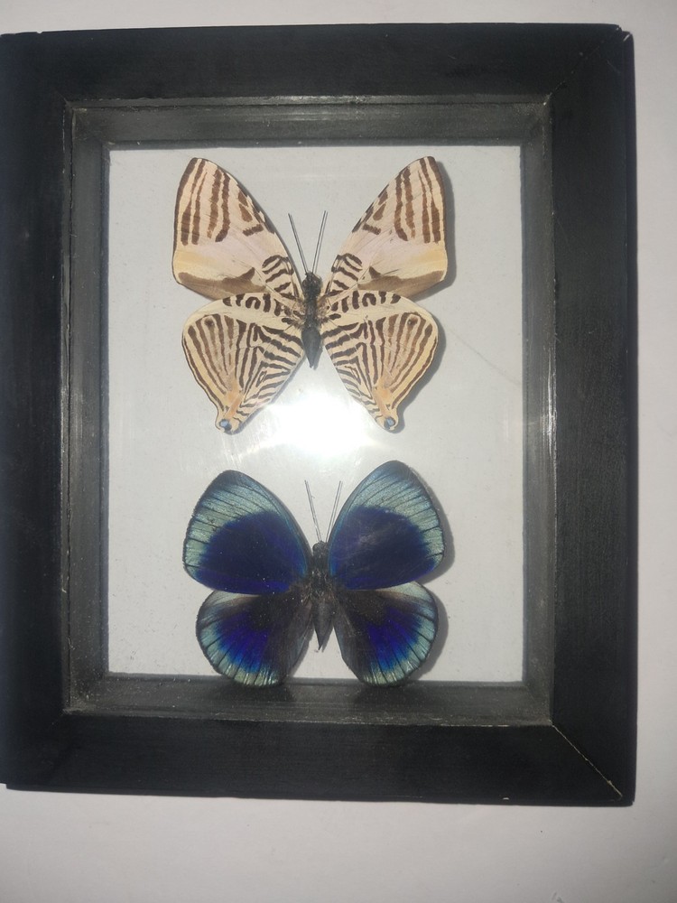 Butterflies: Colobura Dirce; Asterope Leprieuri, 1 frame