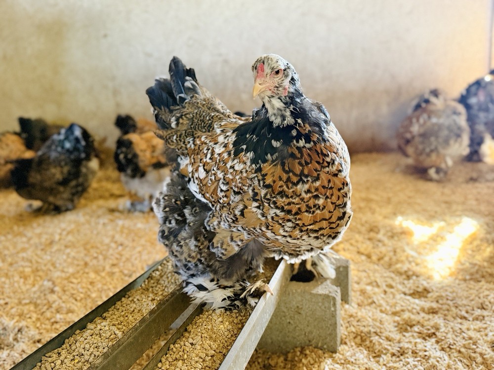 12++ Porcelain Brahma Hatching Eggs