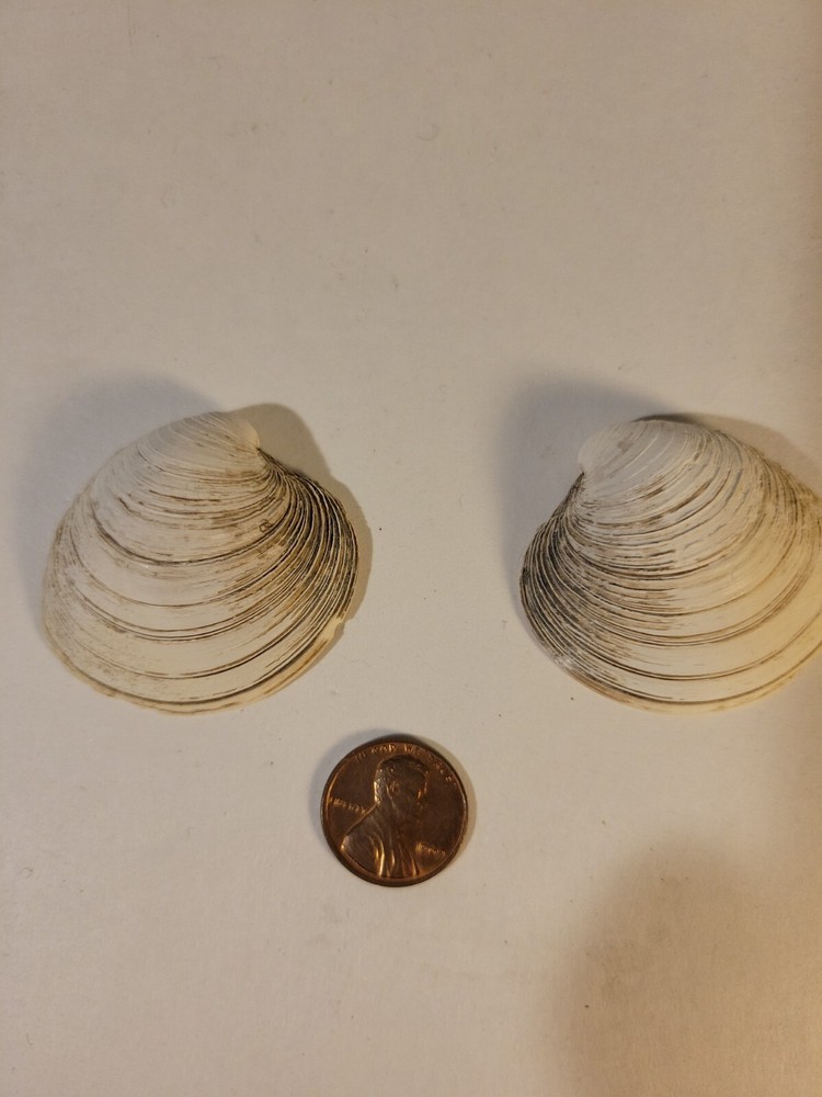 Northern Quahog Specimen