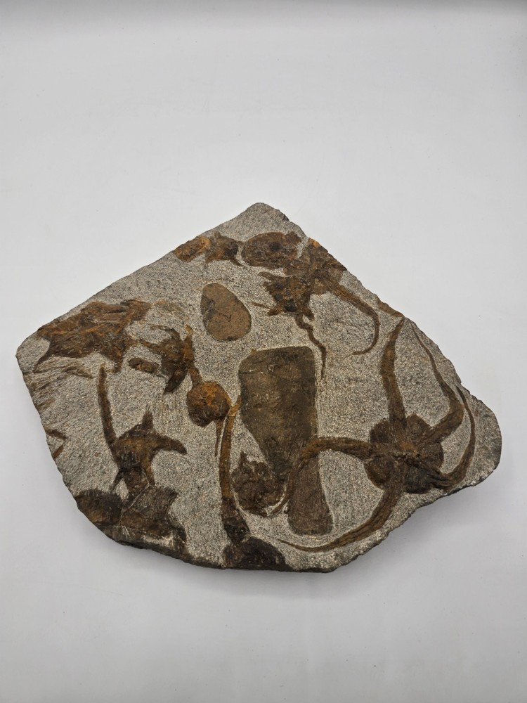 A Staning Rare multiple Starfishs Fossil Plate
