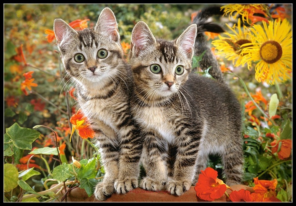 Kitten Buddies - DIY Chart Counted Cross Stitch Patterns Needlework DMC Color