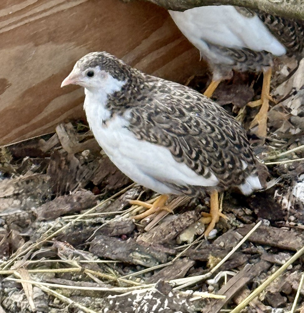 18+2 Button Quail Hatching Eggs