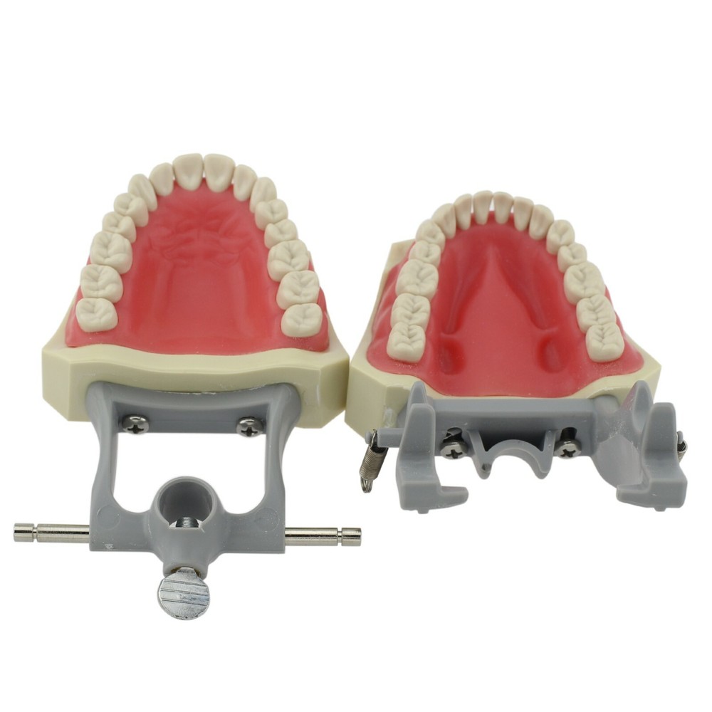 Columbia Dentoform 860Type Dental Typodont Exam Prep Model 32pcs Removable Teeth