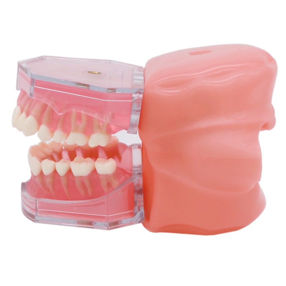 Dental Typodont Practice Study Standard Teeth Model Soft Gum Simulation Cheek