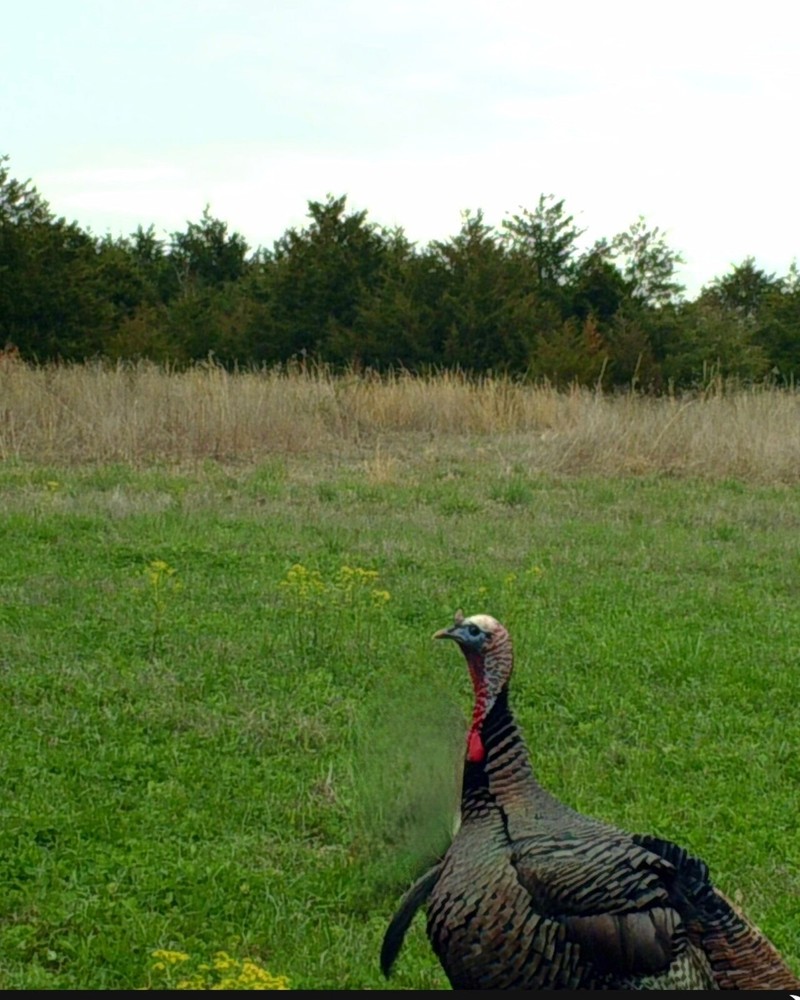 Attractive Multi-Year White Clover Food Plot Seed for Deer/turkey - Spring/Fall