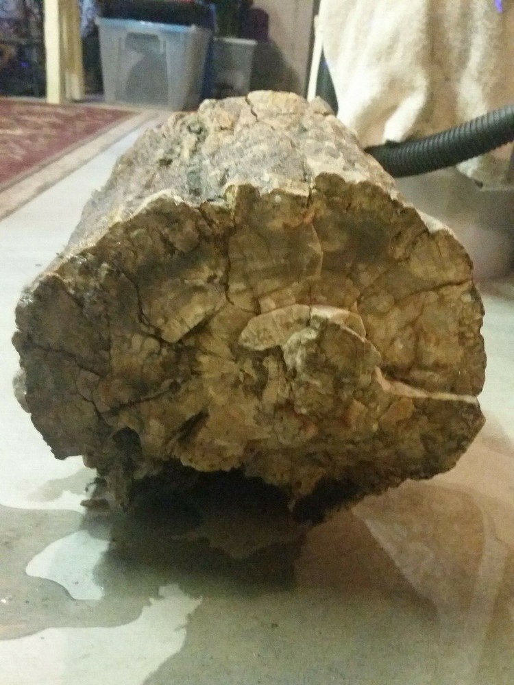 Petrified Jurassic Conifer Round