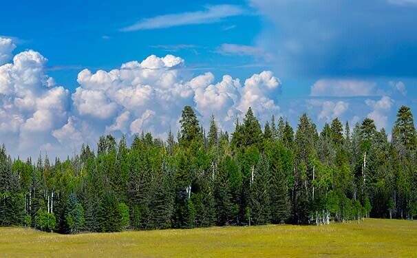 TrainJunkies Pine Forest II Model Railroad Backdrop