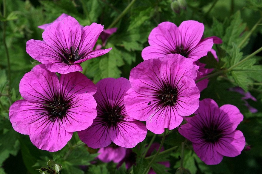 4 oz Candle Scent Oil-GERANIUM
