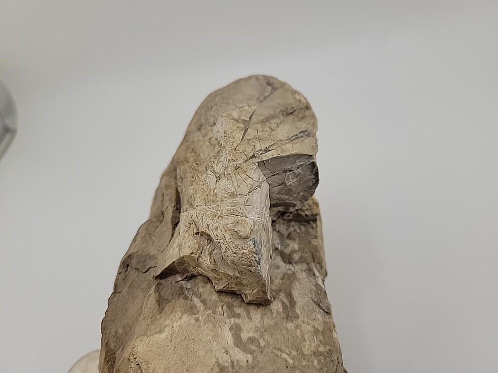 Egg Fossil Permineralized Compression Reptile Egg Fossil